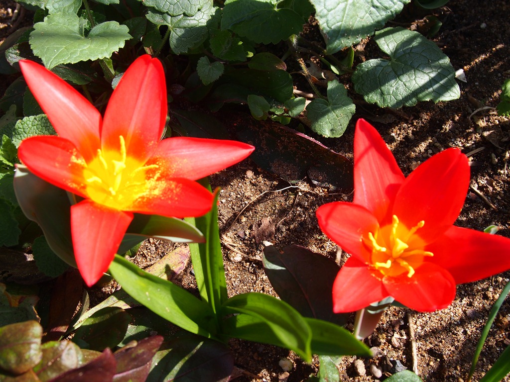 原種チューリップの最初の開花 | エクステリアのトレド 長野市